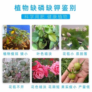 施奇国光磷酸二氢钾园艺磷钾肥料花卉专用叶面肥花肥盆栽通用农用