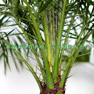 针葵专用土美丽针葵培植土盆栽刺葵棕榈树通用型营养土棕树有机土