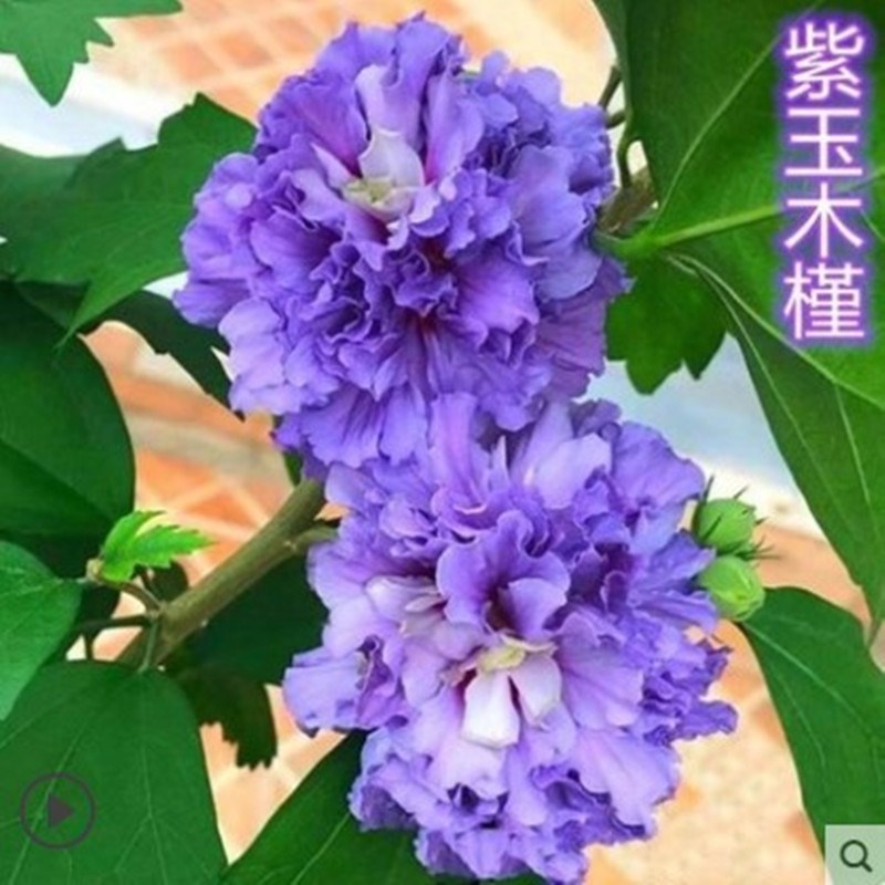 蓝莓冰沙木槿花盆栽紫玉雪纺木槿阳台花园浓香花卉绿植物室内盆景