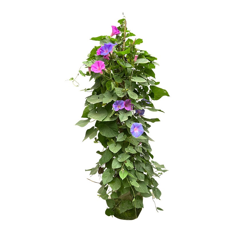 金叶子大花牵牛爬藤巨型爆花南北方耐寒耐热宿根拱门庭院好种易活