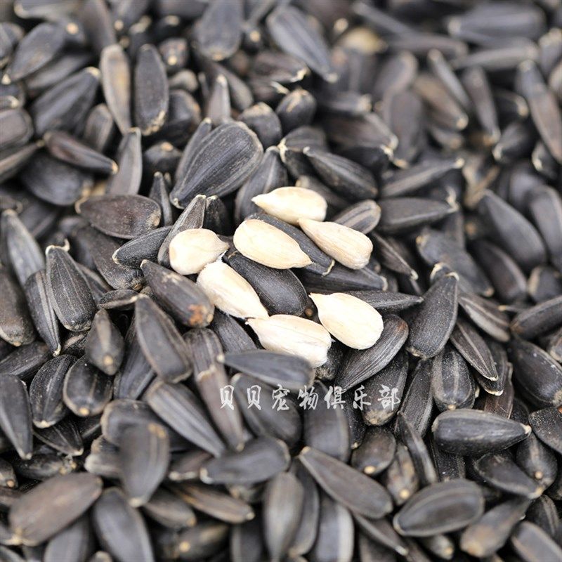 包邮生黑珍珠小瓜子葵花子油葵籽鹦鹉宠物鸟食仓鼠零食鸟粮料鸽粮,宠物/宠物食品及用品,鸟食,淘宝优惠券,粉丝福利购,淘宝优惠卷