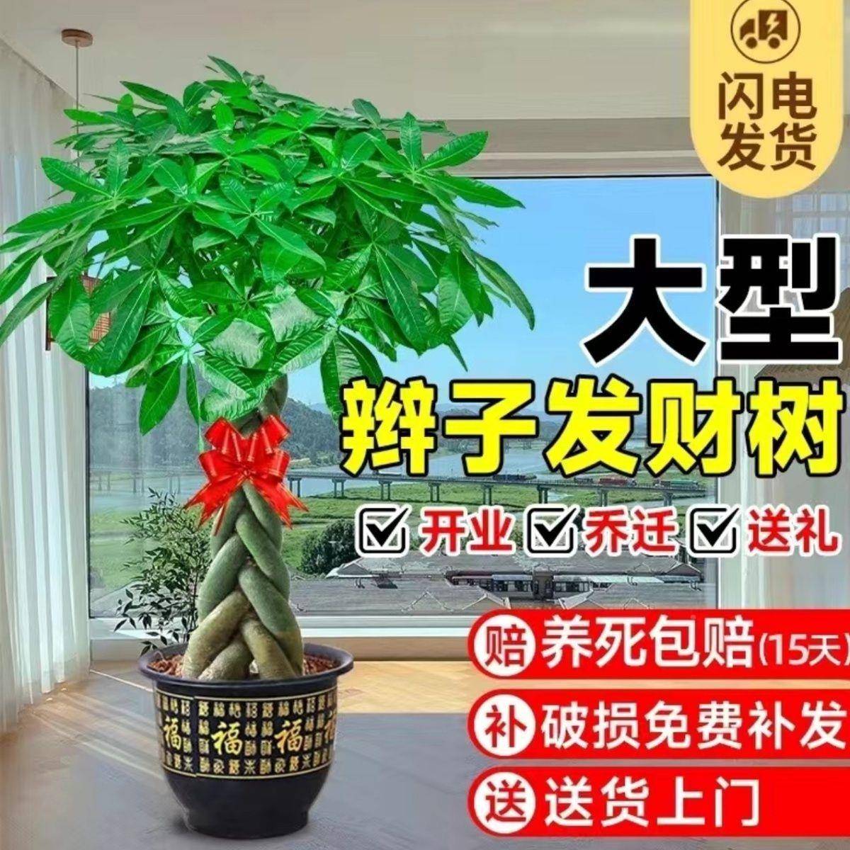 辩室子发厅Pm2tvfSH财树辫子大棵客庆典开业室内招财四季阳光外彩