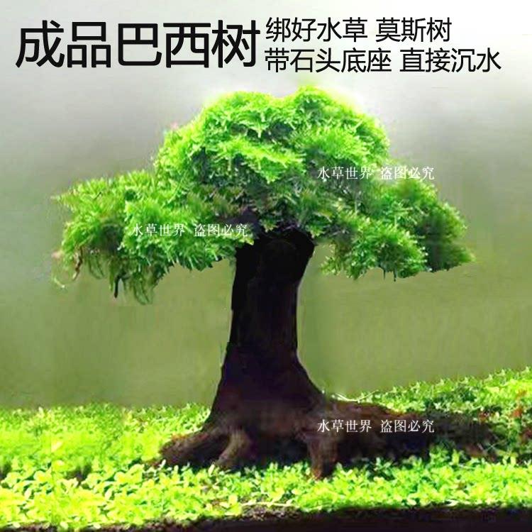 成品莫斯树 绑好水草巴西树 沉木水草树 鱼缸造景树林套餐 懒人树