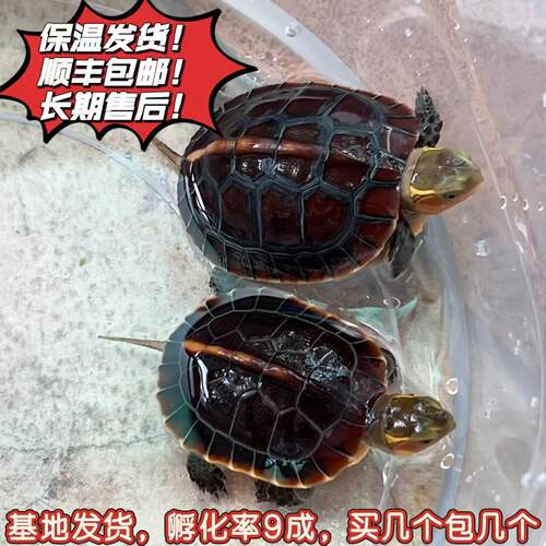 安缘皖南龟苗黄缘龟幼龟蛋闭壳观赏宠物乌龟活体高背龟陆地金钱龟