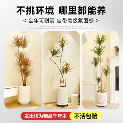 大千年客厅绿植NTC型植物盆栽室内七彩铁木龙树落地式好养血真树