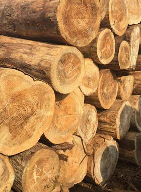 柳杉原木大口径原杉木木寿材木棺工杆地河道打桩杉木桩OBV实木板