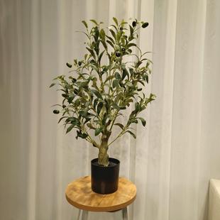 室厂盆家型仿PVZ真橄榄树盆栽新款 饰品加密大栽 橄榄树内外装