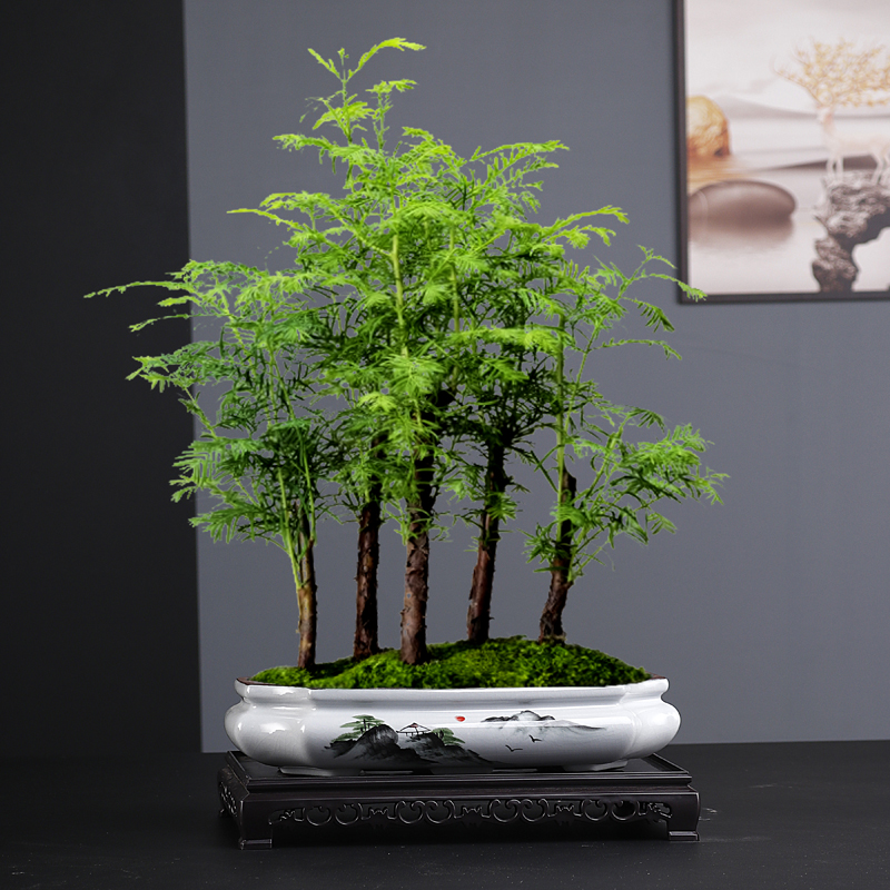 紫砂陶瓷大口径浅盆拼盘米竹菖蒲造景文竹枯山水盆景绿植花盆