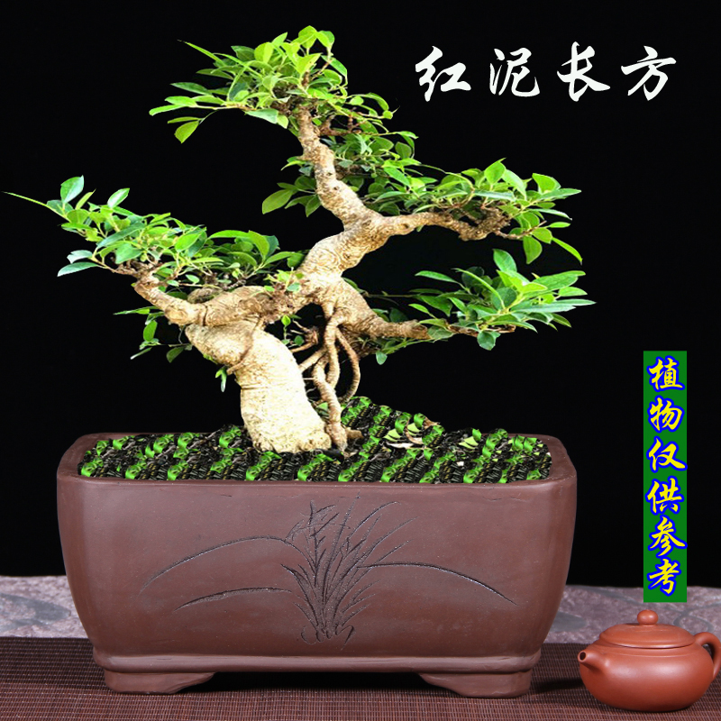 紫砂花盆长方形马槽盆景盆陶瓷盆栽花卉室内植物梅花榕树老桩