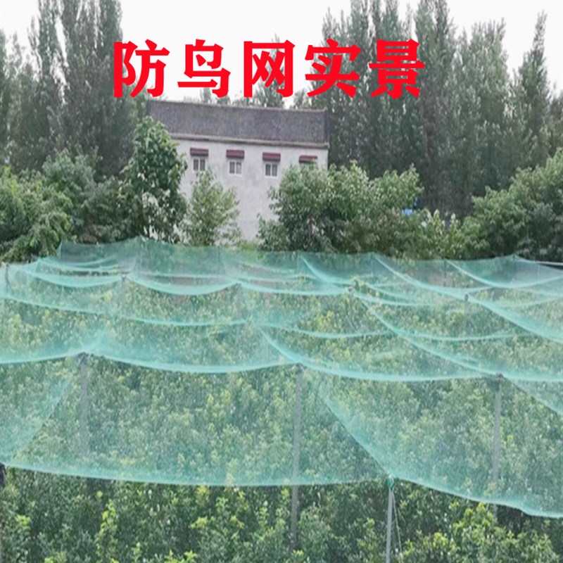 防鸟网山鸡网尼龙养殖网围栏网菜园网拦鸡网果园防鸟网