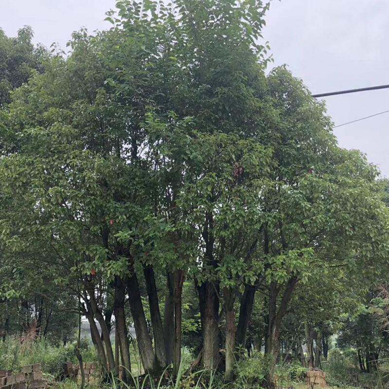 园林植物多杆移栽大香樟树 景观绿化多头香樟树 基地丛生香樟