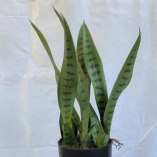 龙兰植物盆栽舌室内装饰绿植皮兰虎外FIT盆景高