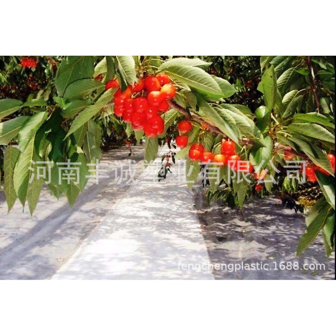 大棚内除草膜防草地布白色功能地布无土栽培加厚保湿反光地布