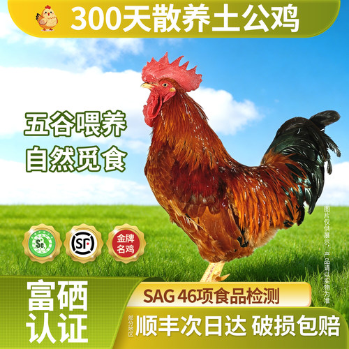 300天以上散养老公鸡2只8折