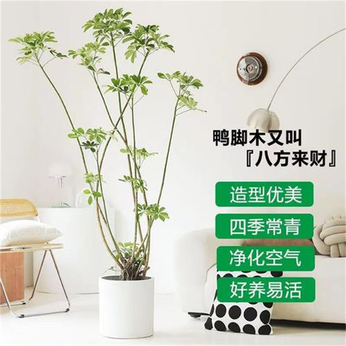 造型鸭脚木客厅大盆栽鸭掌木鹅掌柴室内落地式大型四季常青绿植物