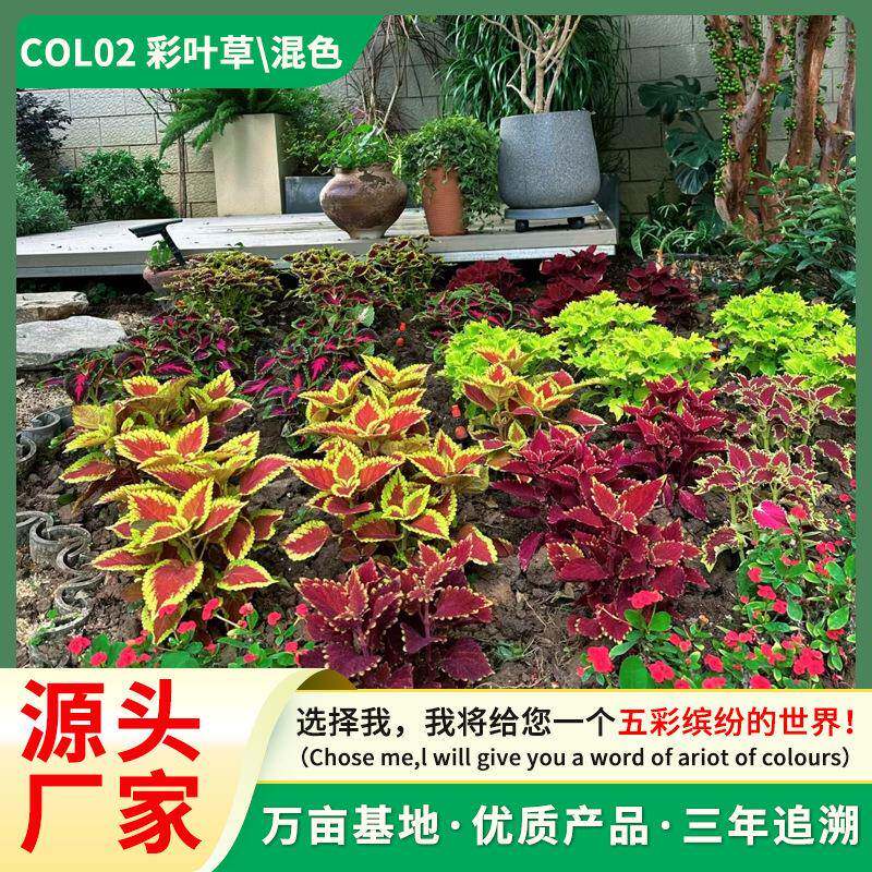 彩叶草盆栽庭院阳台四季观叶植物耐热易成活五彩苏花园色彩丰富