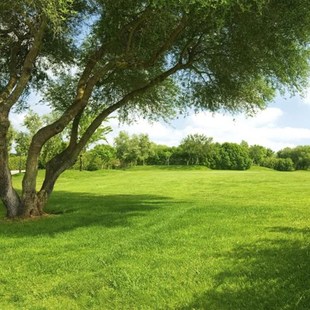 定制环保无缝壁画背景墙草地草原大树风景大草原绿色护眼