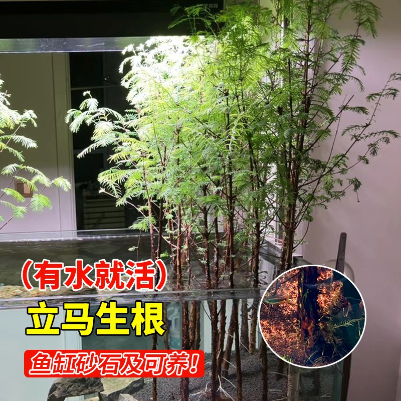 水杉水培树苗四季盆栽室内办公室客厅绿植水生植物鱼缸造景溪流沙