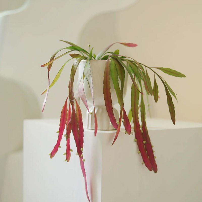 红叶丝苇热带雨林仙人掌变色垂吊植物悬挂室内桌面盆栽果实可实用