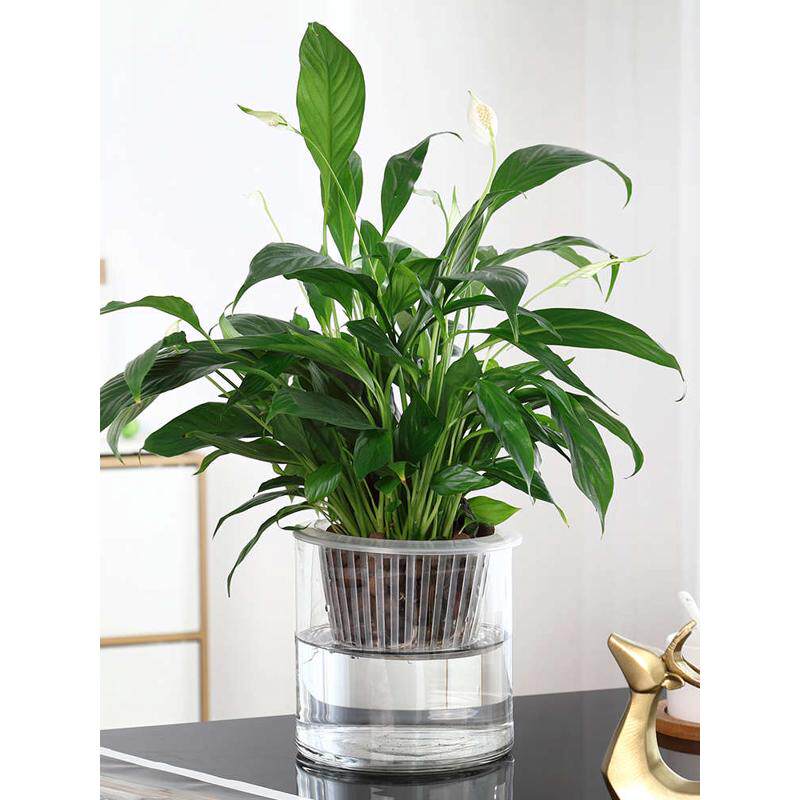 水培植物玻璃瓶子透明萝花瓶绿缸圆柱形简约花盆直白水筒容器掌养