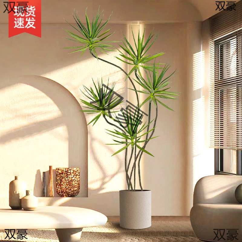龙血树盆栽绿植室内大型客厅大盆景多头龙铁树龙须树办公室植寉凴
