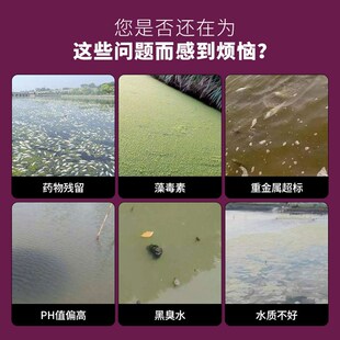 解毒碧水安水产养殖专用有机酸解毒抗应激降PH龙虾鱼塘水质稳定剂