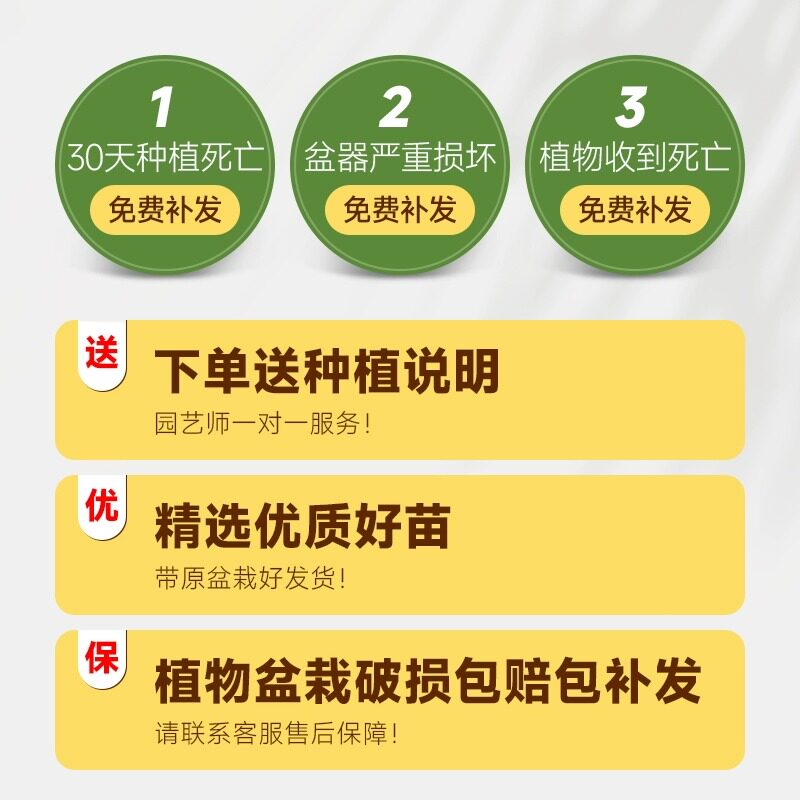 散尾葵凤尾竹盆栽室内客厅大型绿植吸甲醛植物四季常青富贵椰花卉