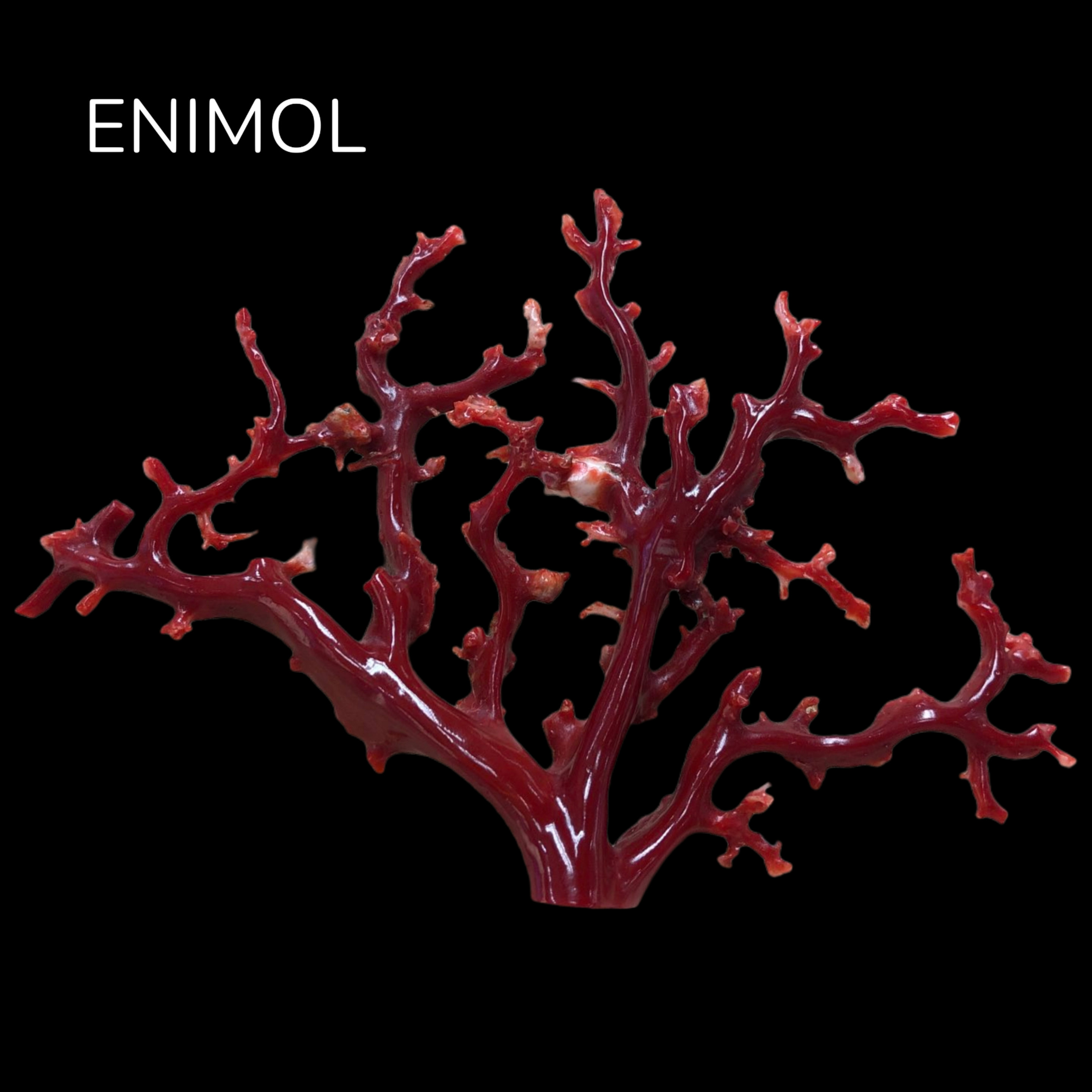 ENIMOL日本阿卡牛血色天然红珊瑚发财树聚宝盆景清供摆件乔迁送礼