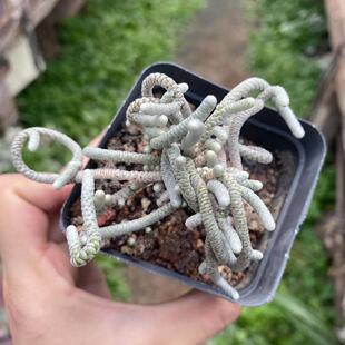 银蚕多肉植物雪蚕仙人球实生整群整桩仙人掌多肉植物好养可爱盆栽