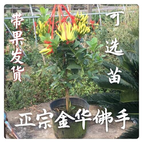 金华佛手盆栽带花苞/金佛手树苗带果/大种果佛手香橼/佛手柑盆栽