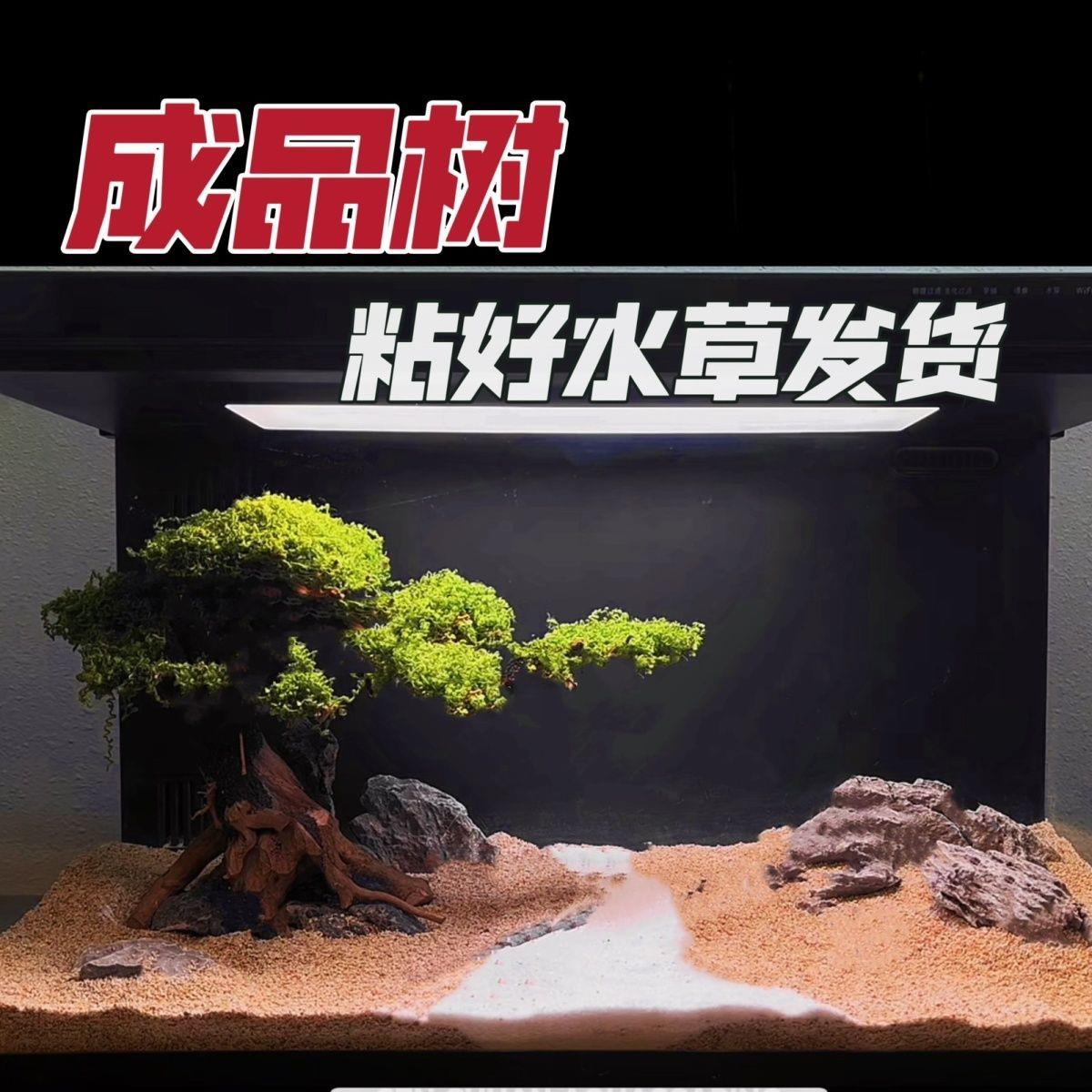 智能鱼缸成品迎客松树莫斯树水草沉木巴西树造景树