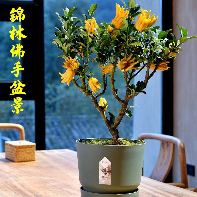 金华锦林佛手盆栽佛手柑盆栽千指佛手小果盆景带果佛手树盆栽花卉