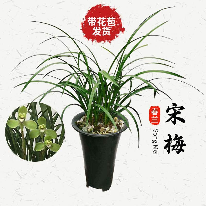 春兰兰花苗办公桌极品兰花四季客厅阳台植物绍兴本地栽培宋梅兰花