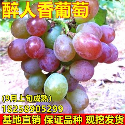 醉人香葡萄苗嫁接南北方