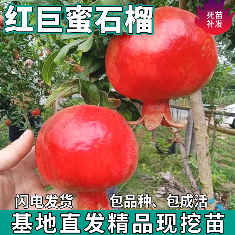 红巨蜜石榴树苗南北方庭院盆栽地栽软籽四季嫁接甜石榴苗当年结果