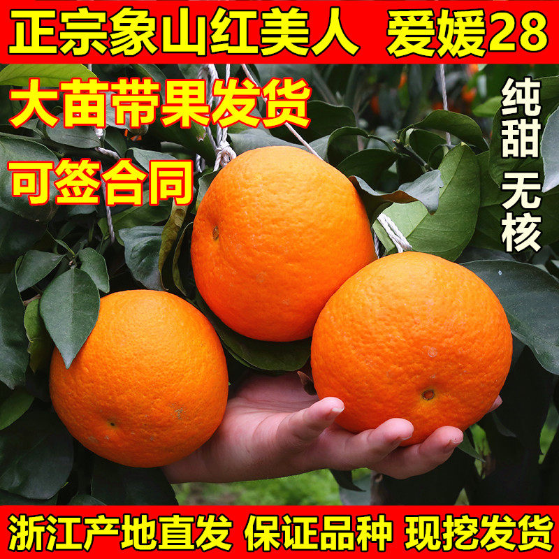 正宗象山红美人树苗爱媛2