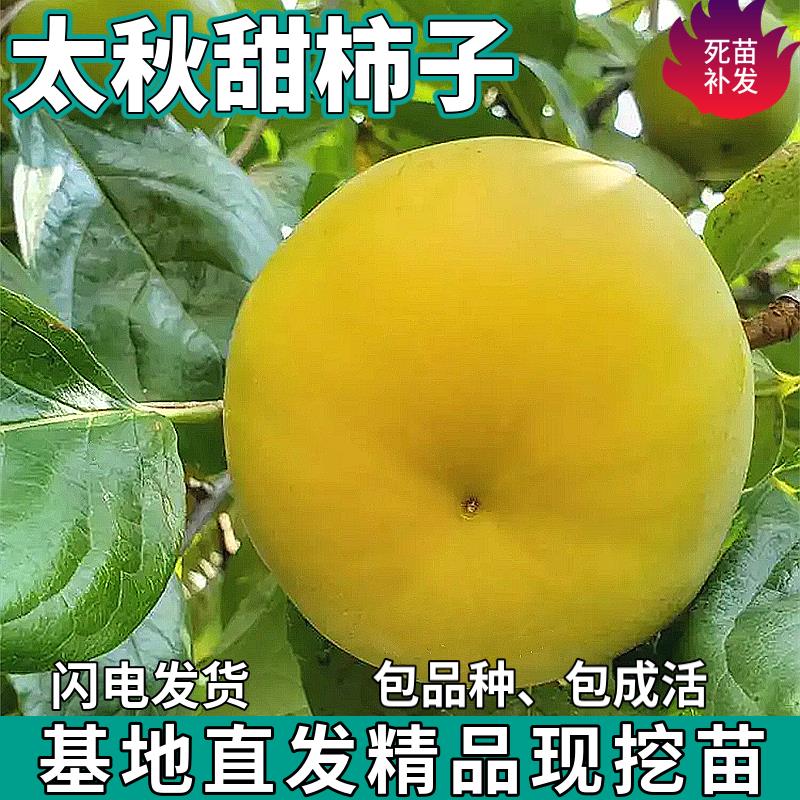 太秋甜柿子苗树南北方庭
