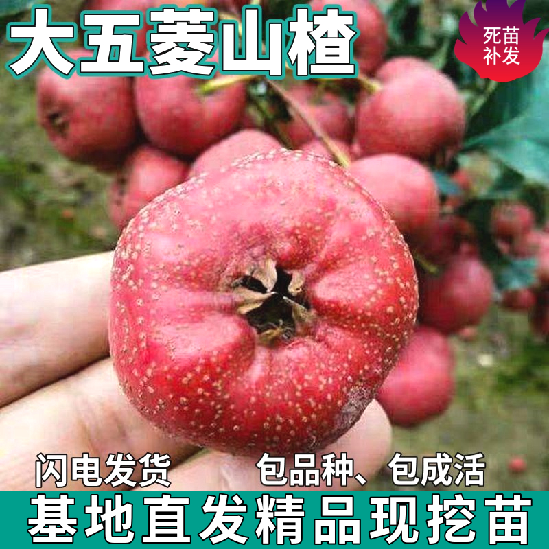 大五菱山楂树苗南北方庭