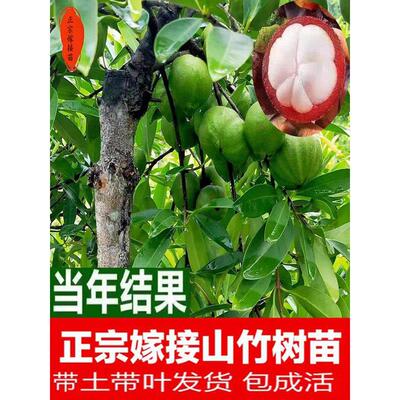 广西山竹树苗嫁接改良大果岭南山竹果树苗庭院盆栽南北方种植耐寒