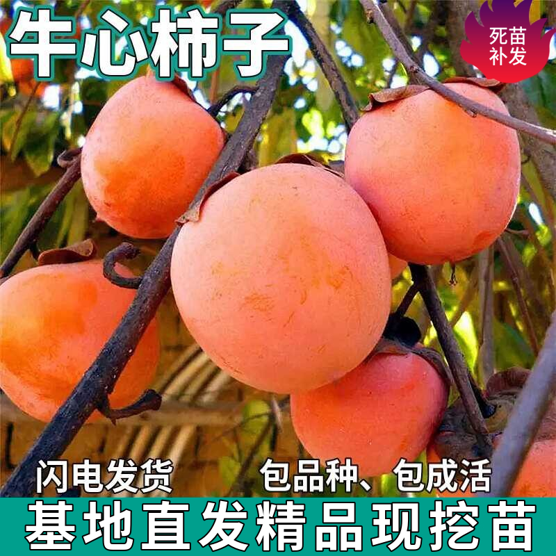 牛心柿子树苗南北方庭院