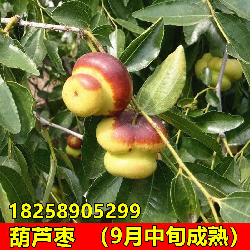 新品种枣树苗 磨盘枣树苗 葫芦枣树苗嫁接枣子树苗南北方种植果树