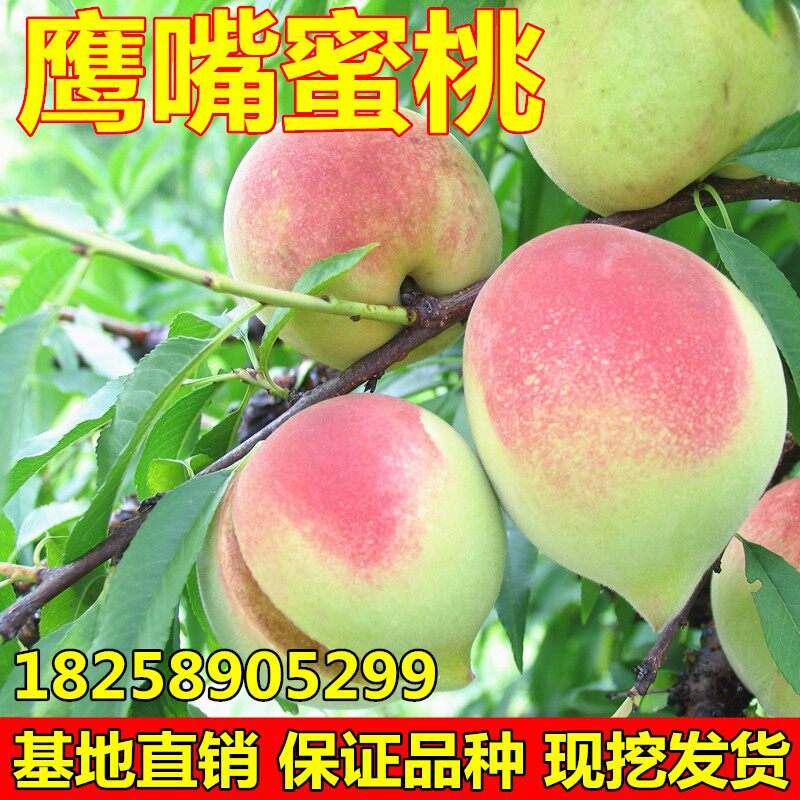 鹰嘴蜜桃树苗连平嫁接水