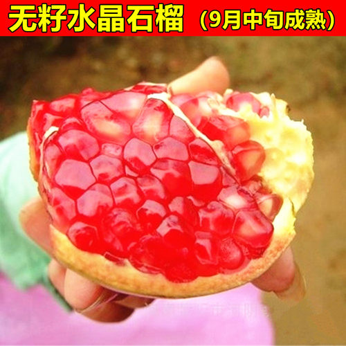 软籽石榴树苗无籽水晶甜