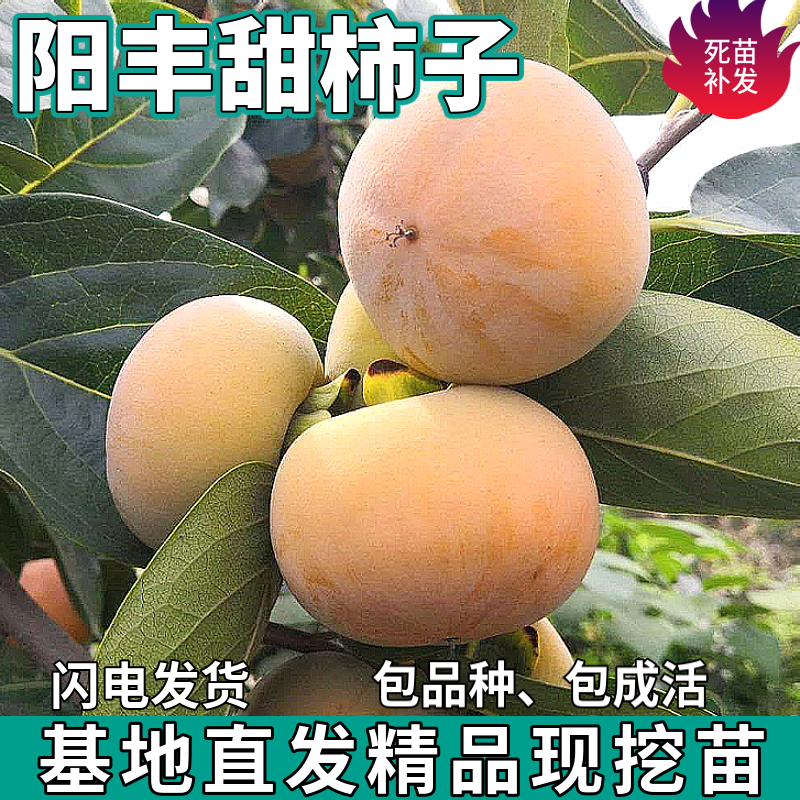 阳丰甜柿子树苗南北方庭