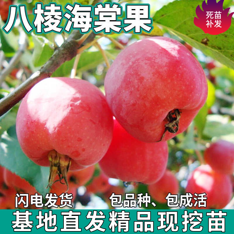 八棱海棠果树苗南北方庭