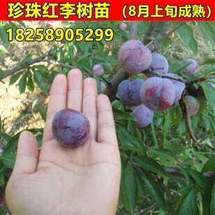 李子树苗珍珠红李苗嫁接李子苗龙滩珍珠李树苗南北方种植当年结果