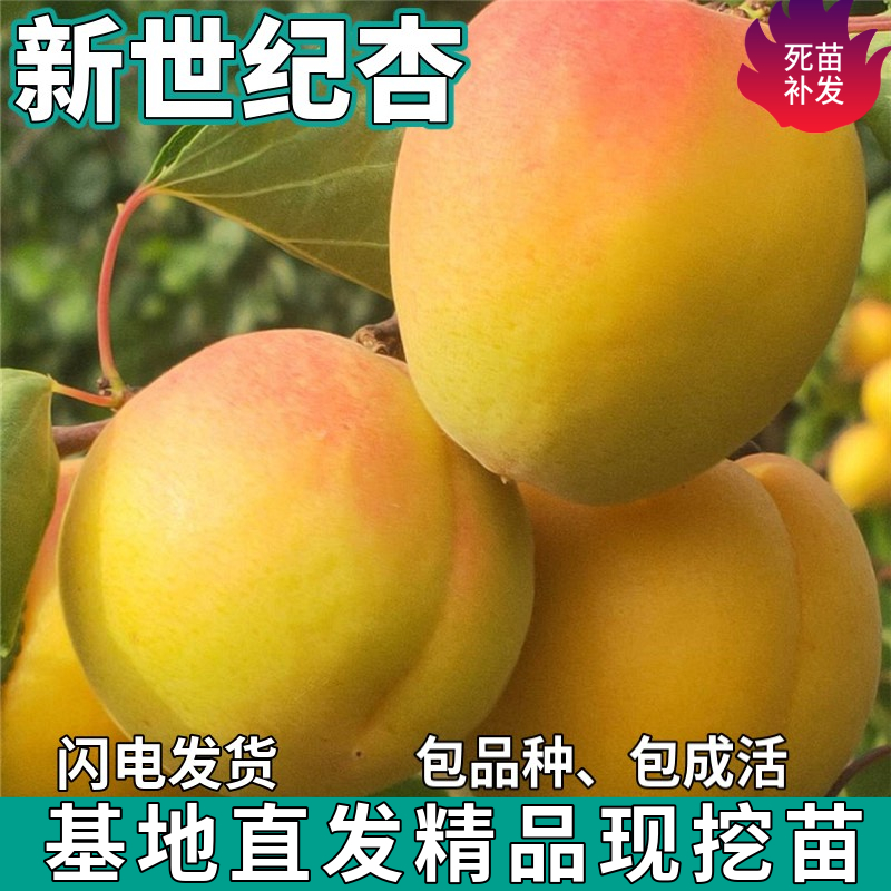 新世纪杏树苗南北方地栽