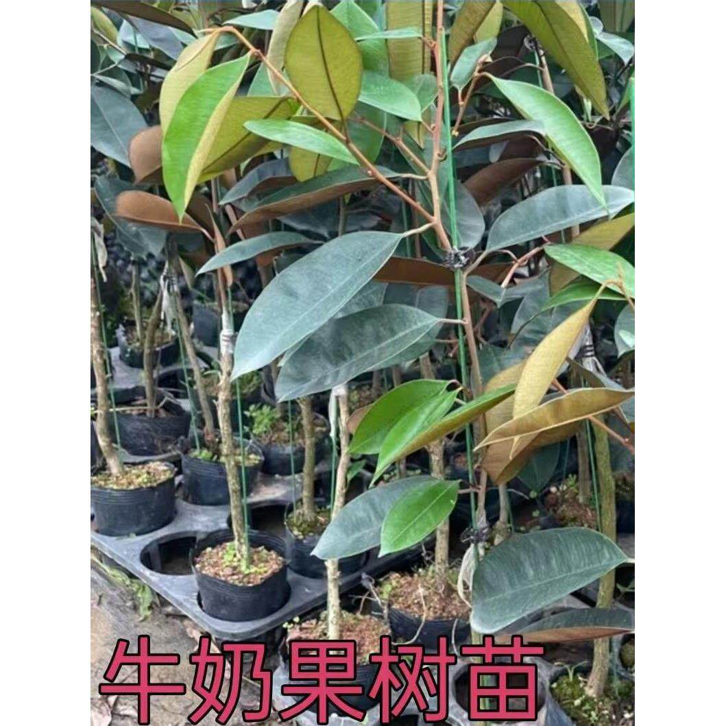 越南牛奶果嫁接苗星苹果苗热带果