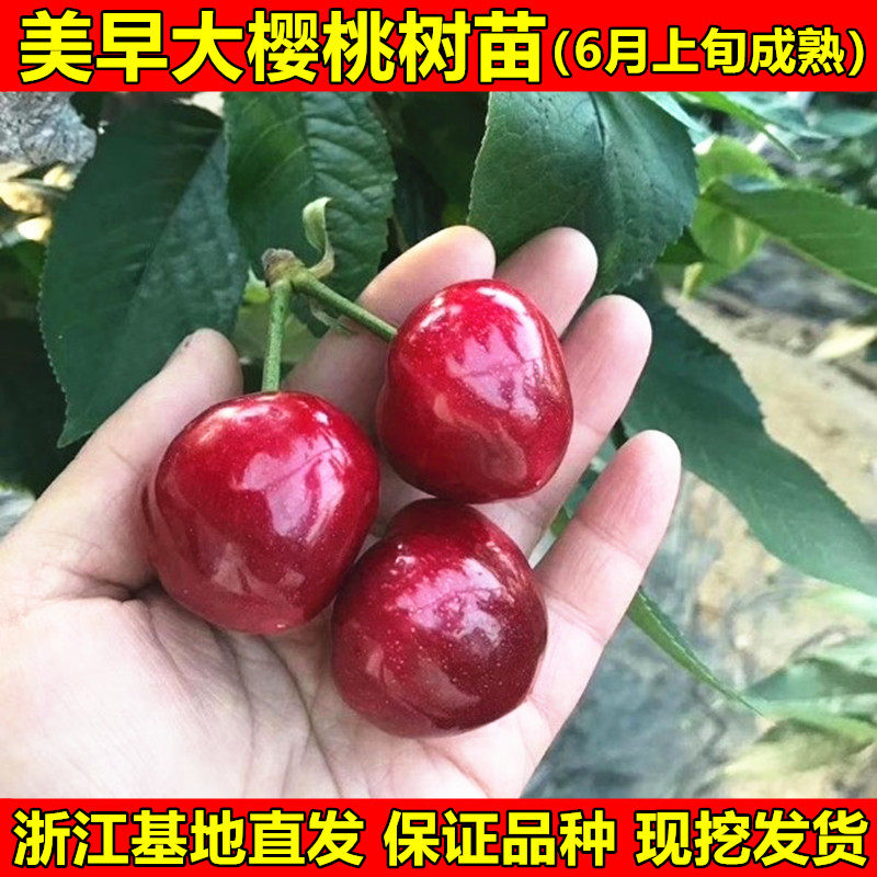 大樱桃树苗美早南北方种
