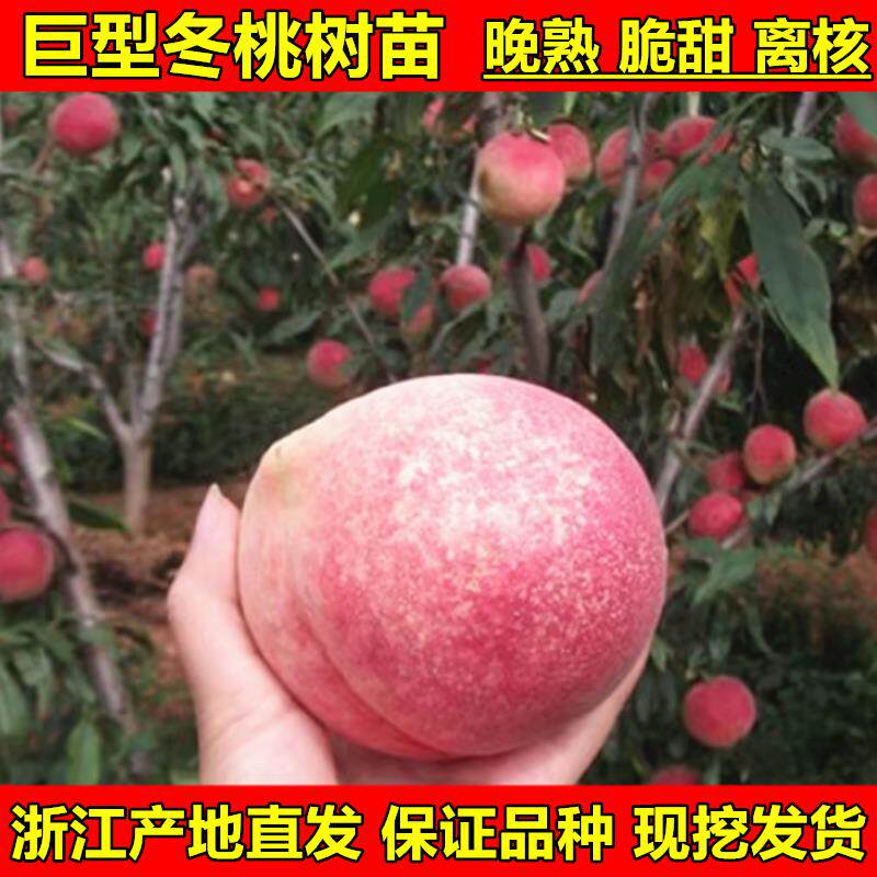 晚熟桃树苗巨型冬桃树苗雪里红冬桃苗中华桃王云南雪桃树苗水蜜桃
